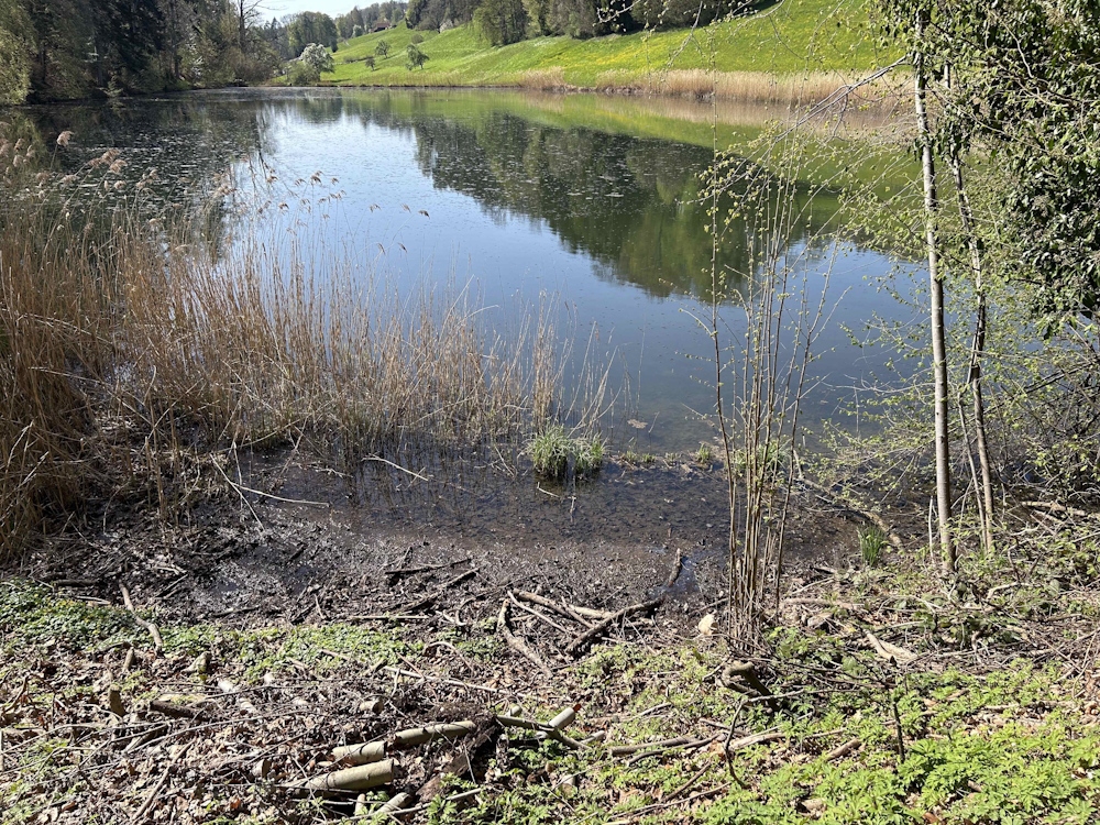 Neuhaus SG: Gülle läuft in Weiher – Feuerwehr verhindert Umweltschaden
