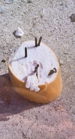 Lippstadt, NRW:  Erneut Gefährliche Hundeköder entdeckt – Zeugensuche