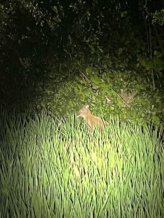 Ahaus, Nordrhein-Westfalen: Exot auf Abwegen – Wallaby sorgt für Polizeieinsatz