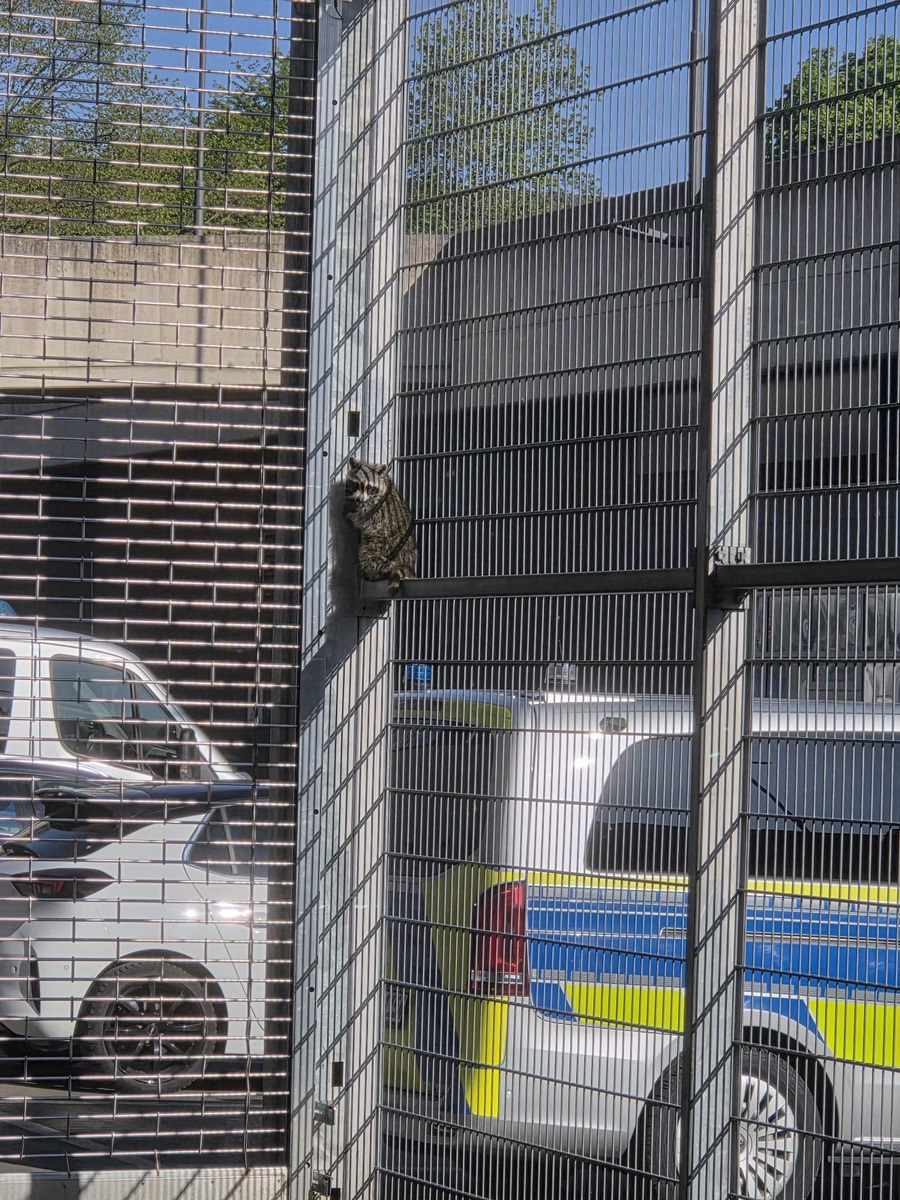 Aachen, Nordrhein-Westfalen: Neugieriger Waschbär verirrt sich ins Polizeigewahrsam