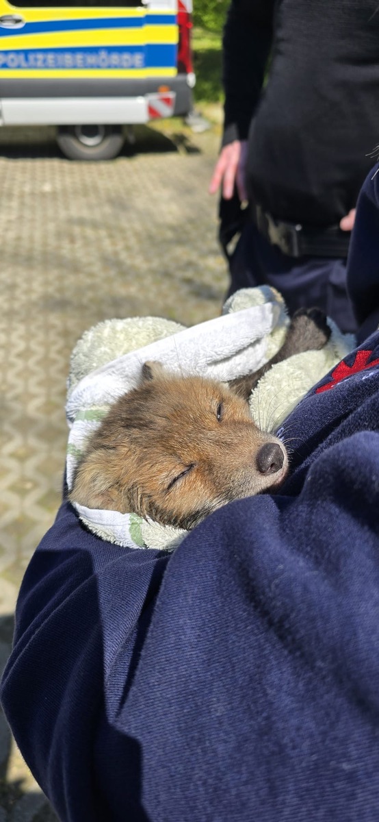 Stuttgart, Baden-Württemberg: Feuerwehr befreit jungen Fuchs aus Abwasserkanal