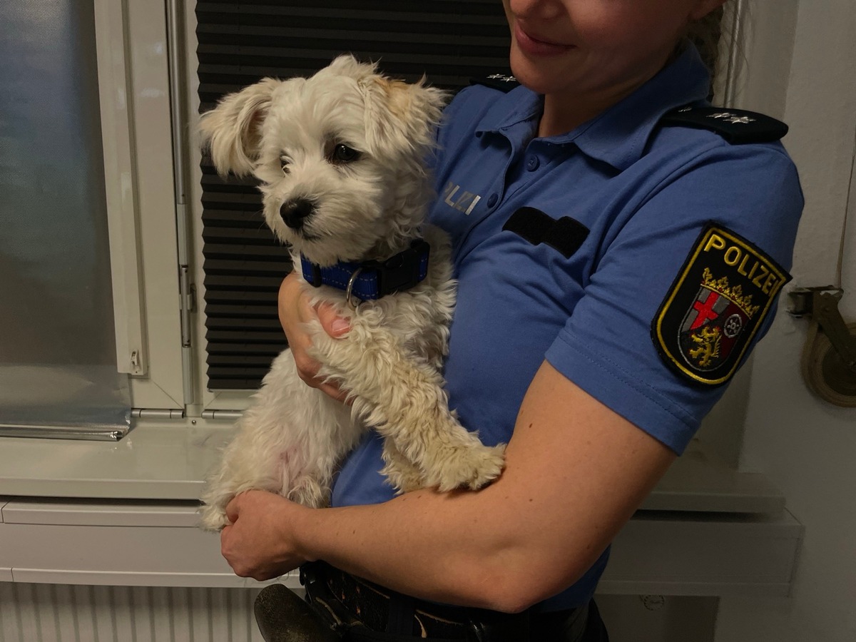 Bodenheim, Rheinland-Pfalz: Verirrter Terrier sorgt für Einsatz – Besitzer gesucht