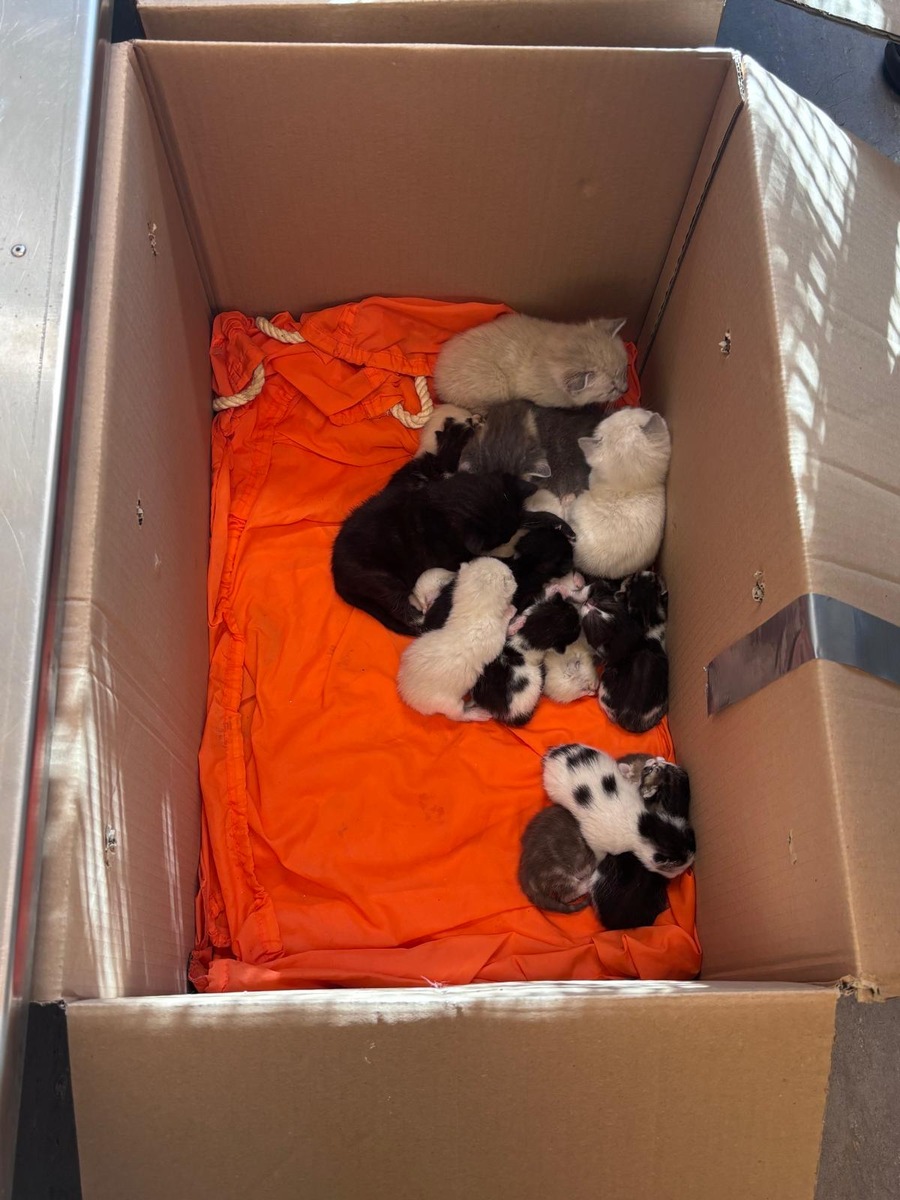 Bremen: Tierquälerei – 23 ausgesetzte Kätzchen am Friedhof entdeckt; Zeugensuche