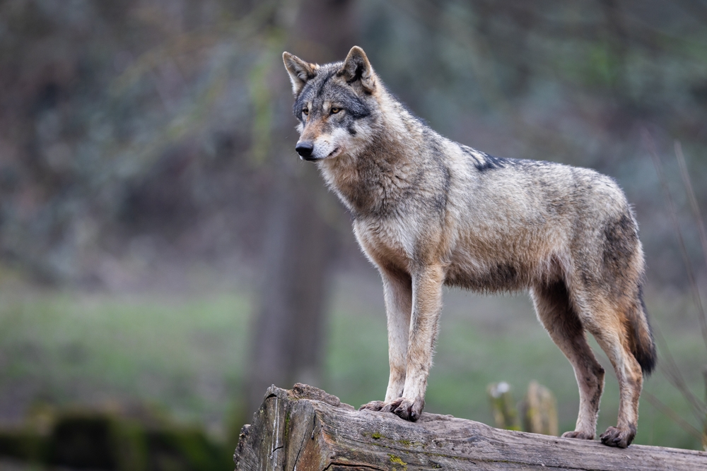 Visperterminen VS: Abschuss bewilligt – Wolf reisst mehrere Nutztiere