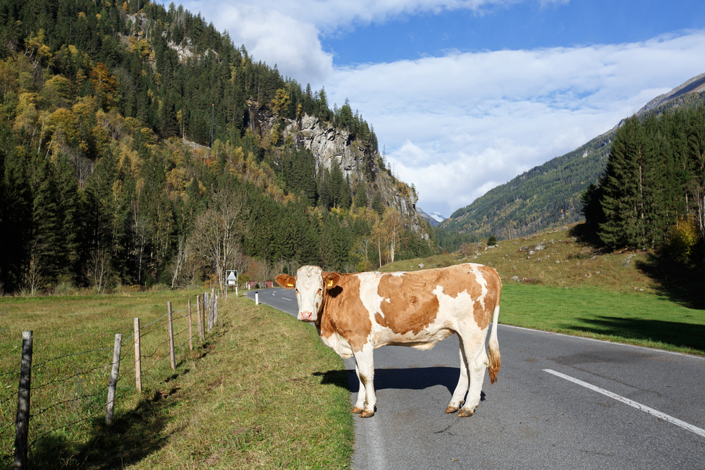 Oberdorla, Thüringen: Kuh blockiert Landstraße – tierischer Ausflug sorgt für Staunen