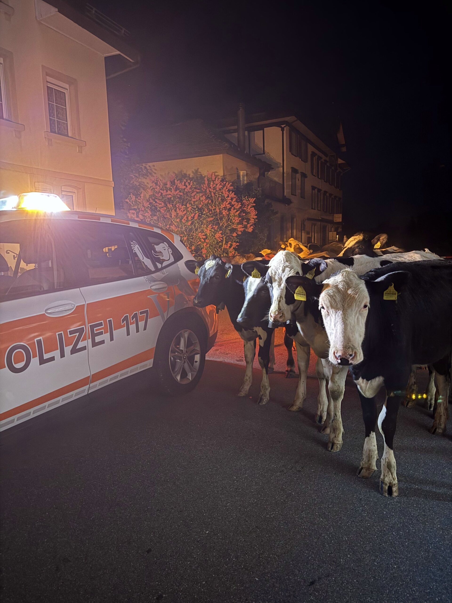 Walzenhausen AR: Ausgebüxte Rinder sorgen nachts für tierischen Polizeieinsatz