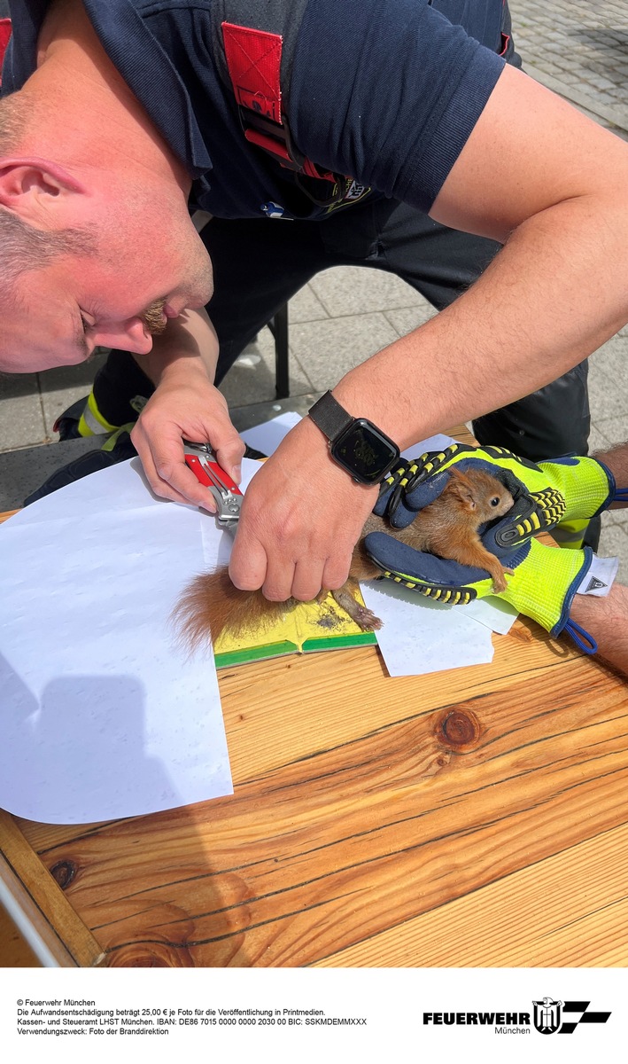 München, Bayern: Feuerwehr rettet Eichhörnchen aus Klebefalle