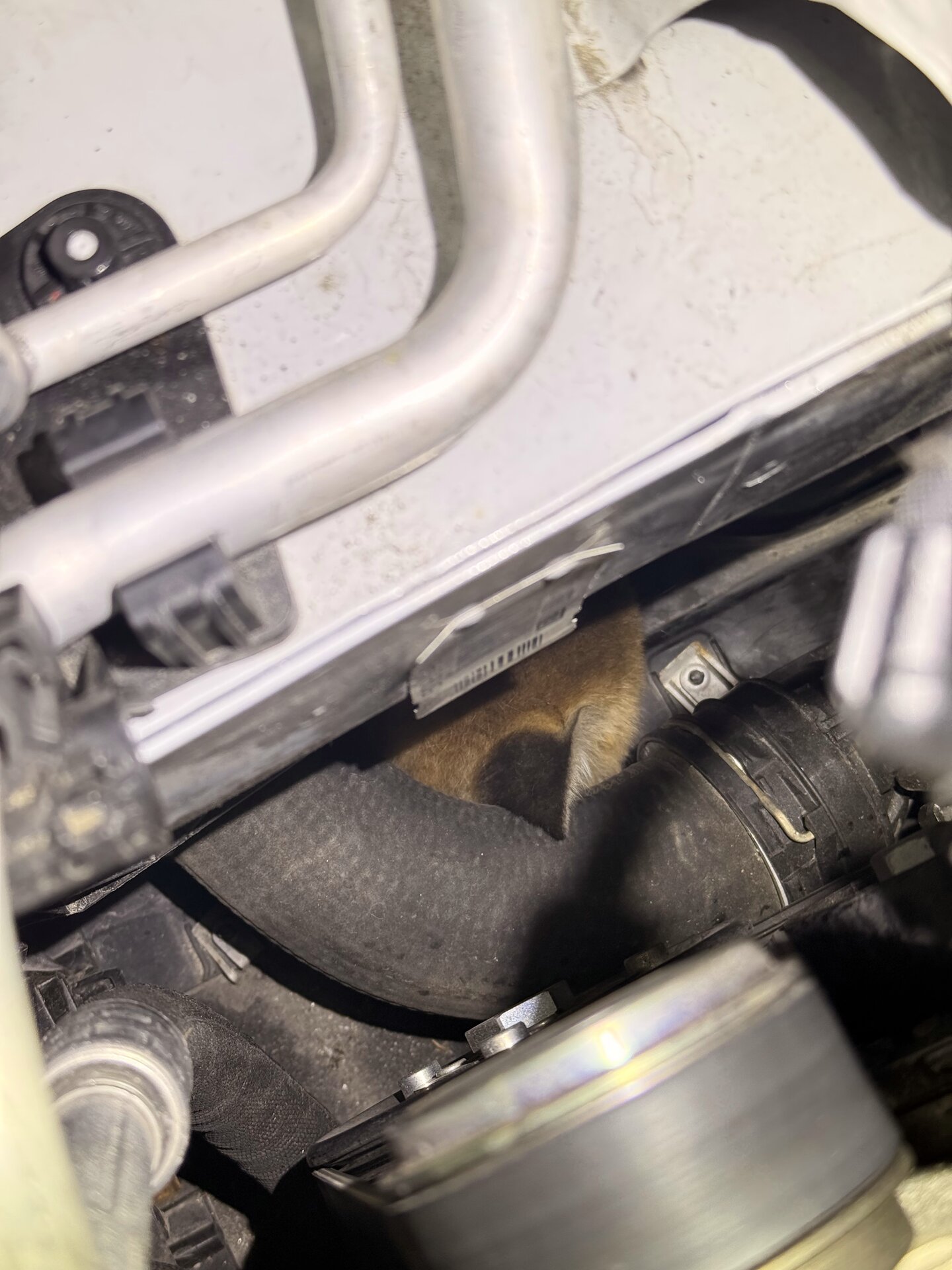 Winterthur ZH: Zwei Jungfüchse verstecken sich im Motorraum eines Autos