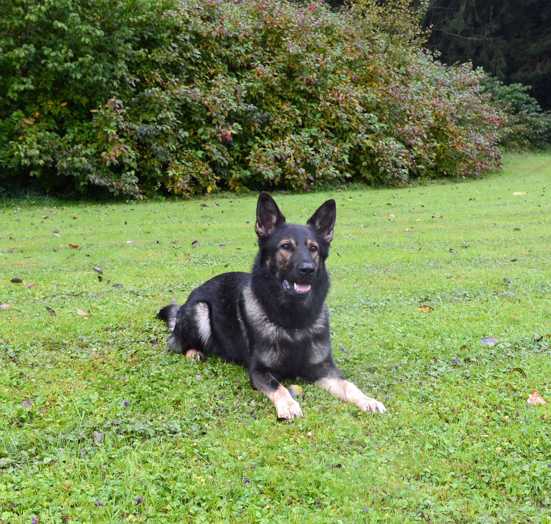 Escholzmatt LU: Polizeihund stellt flüchtige Diebe nach nächtlicher Fahndung