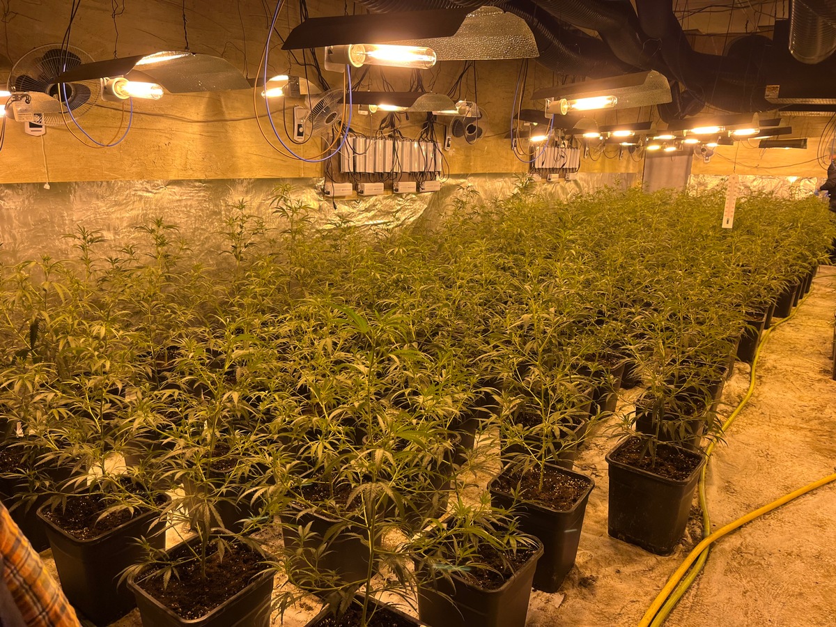 Blomberg, NRW: Polizei entdeckt riesige Cannabis-Plantage mit 400 Pflanzen