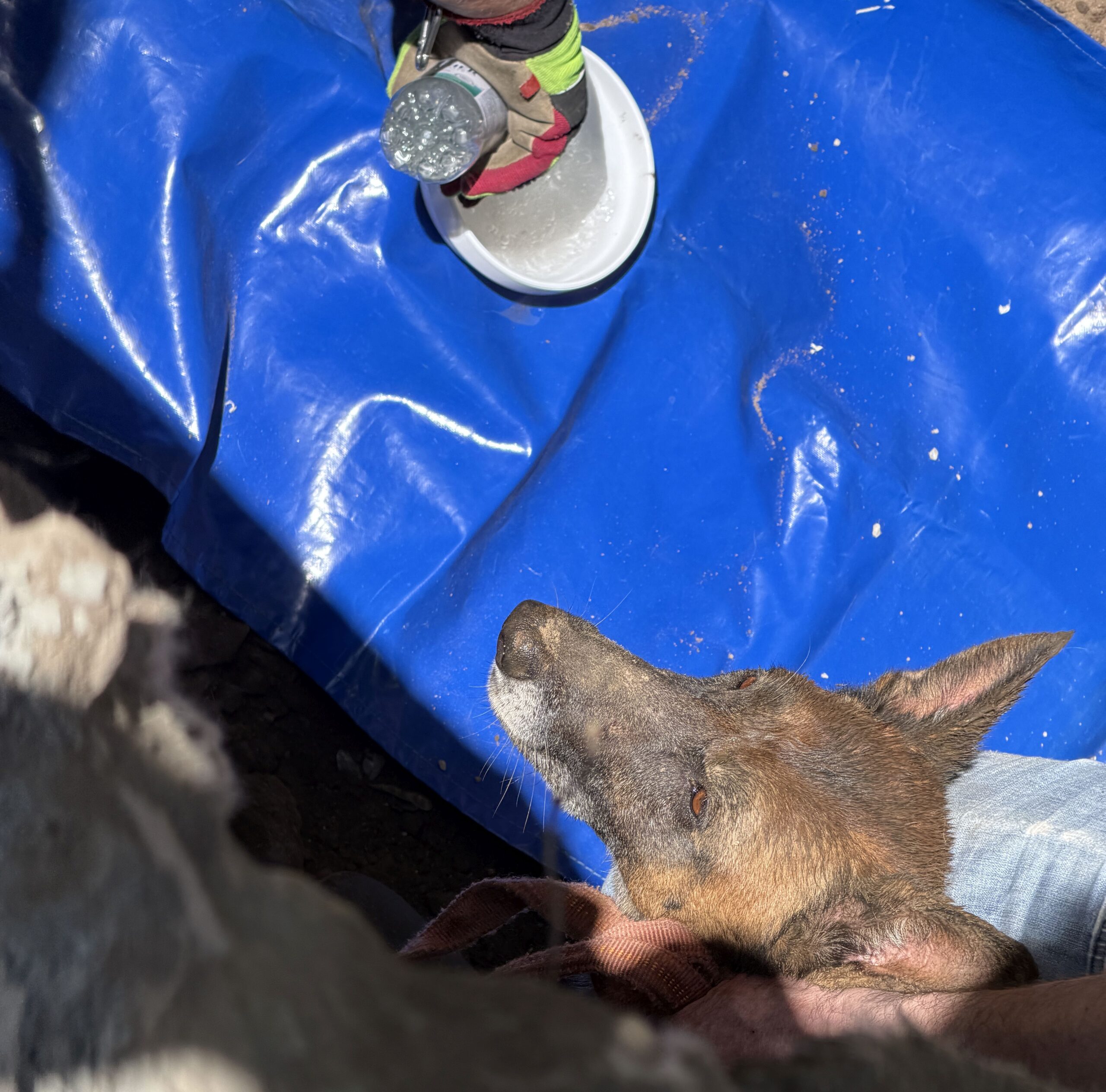 Dresden, Sachsen: Schäferhündin folgt Dachs in Rohr – Große Rettungsaktion