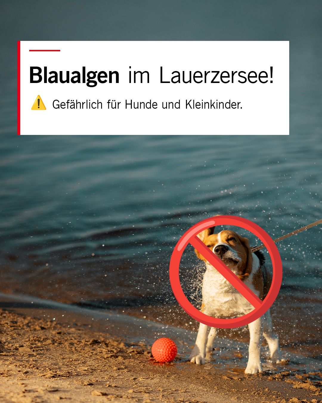Lauerz SZ: Blaualgen im See entdeckt – Warnung für Hundehalter und Familien
