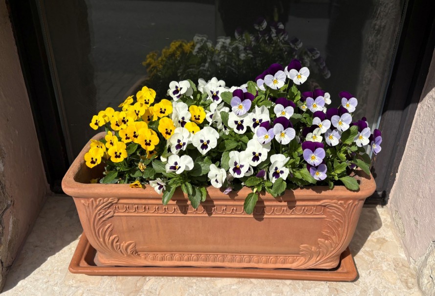 Breitenworbis, Thüringen: Diebe klauen bepflanzten Blumenkasten aus Straße