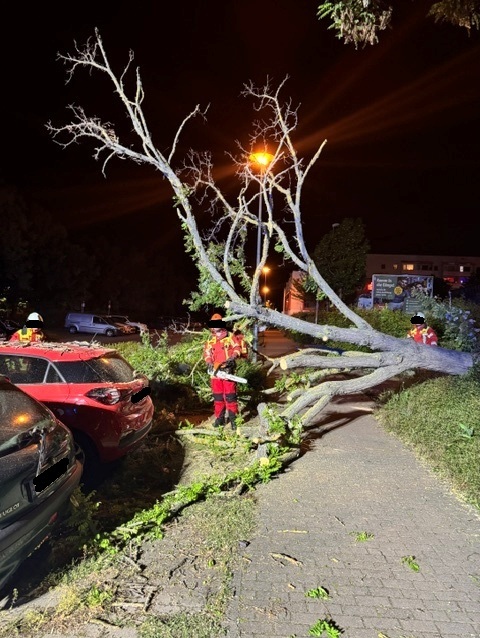 Erfurt, Thüringen: Sturmböen lassen Baum auf geparkte Autos krachen