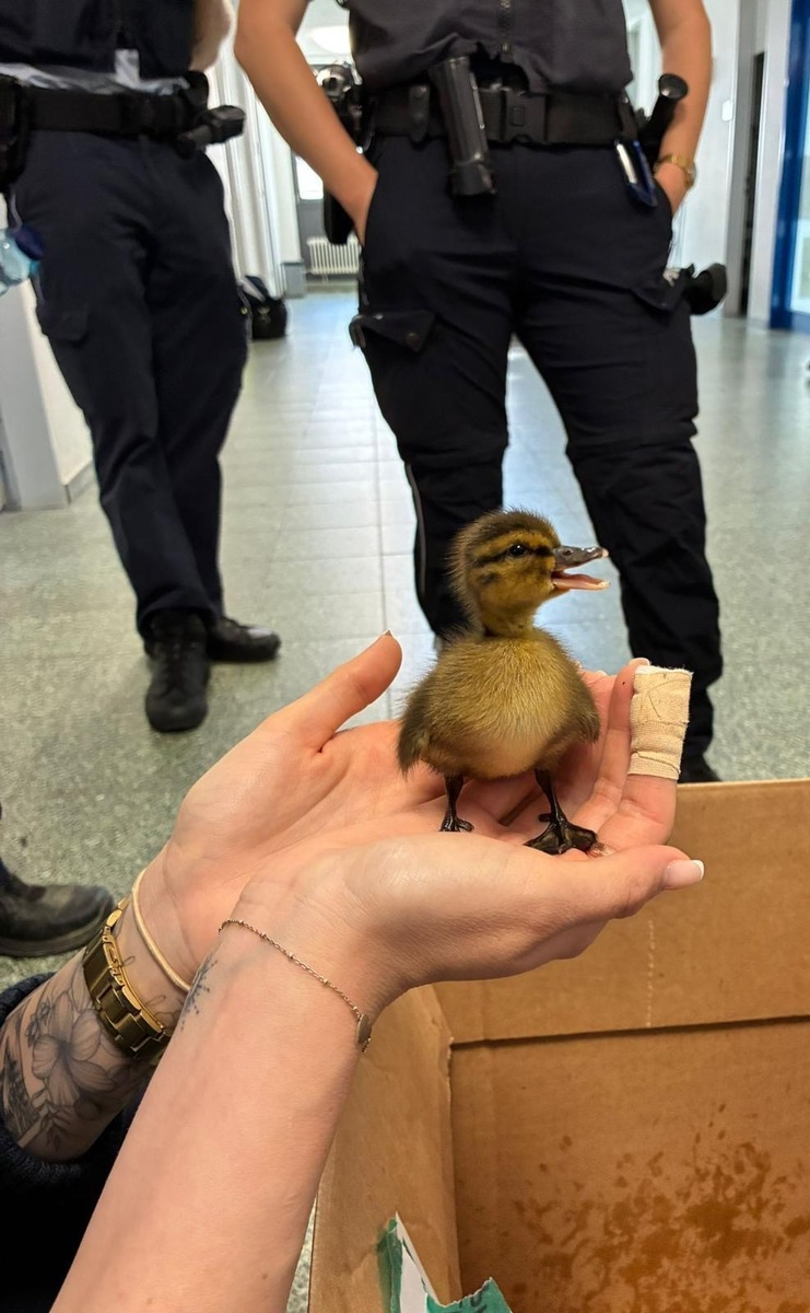Kehl, Baden-Württemberg: Zehn Entenbabys stoppen Verkehr auf B28 – Polizei hilft