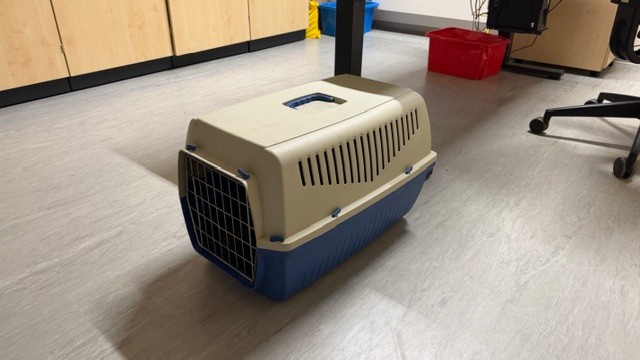 Landau, Rheinland-Pfalz: Katzen entsorgt – Tiere in Box am Straßenrand gefunden
