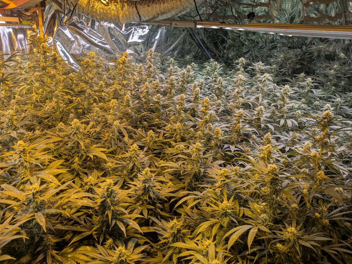 Kreuztal, Nordrhein-Westfalen: Polizei hebt Cannabisplantage in Wohnhaus aus
