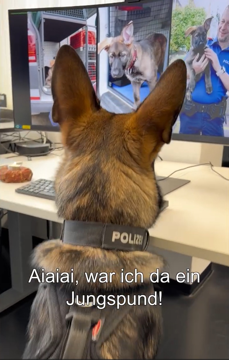Kapo Schwyz: Polizeihund Ulan feiert ersten Geburtstag und steht noch in Ausbildung