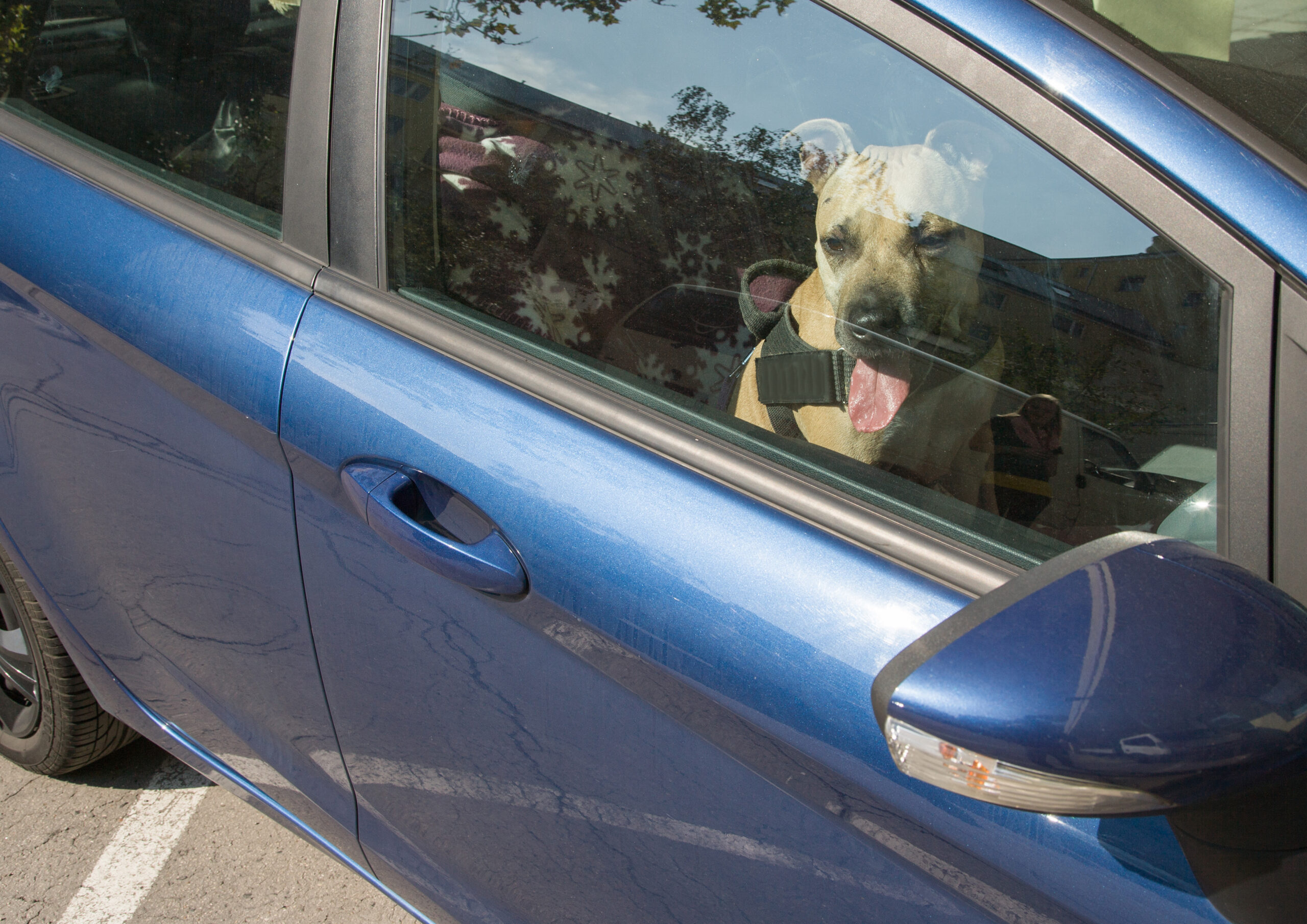 Schweiz: Schon 20 Grad machen parkierte Autos zur Todesfalle für Hunde