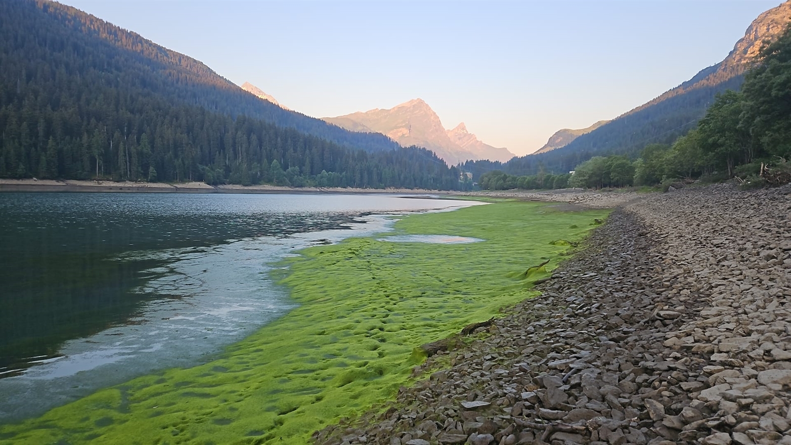 Sufnersee-GR-Tausende-Fische-verenden-Beh-rden-untersuchen-m-gliche-Ursache