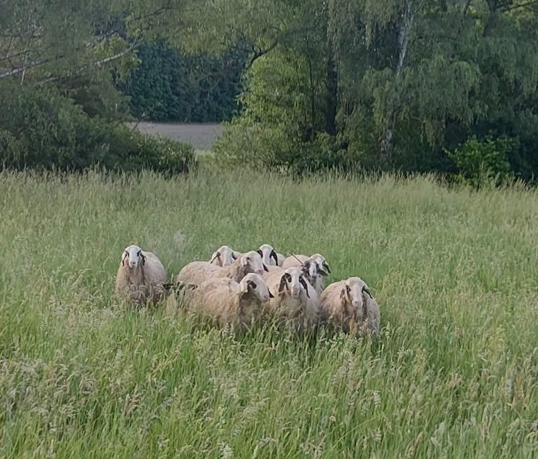 Rockenhausen, Rheinland-Pfalz: Schafe stoppen Zug auf Bahnstrecke