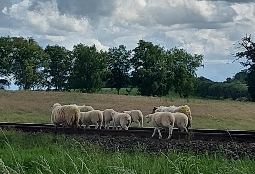 Mohrkirch-Schleswig-Holstein-Neun-Schafe-legen-Bahnstrecke-Flensburg-Kiel-lahm