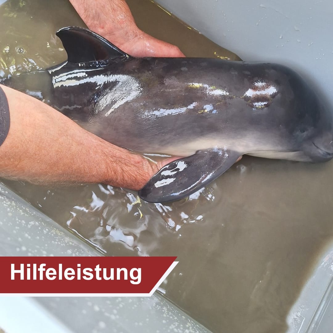Wangerland, Niedersachsen: Schweinswal aus hilfloser Lage im