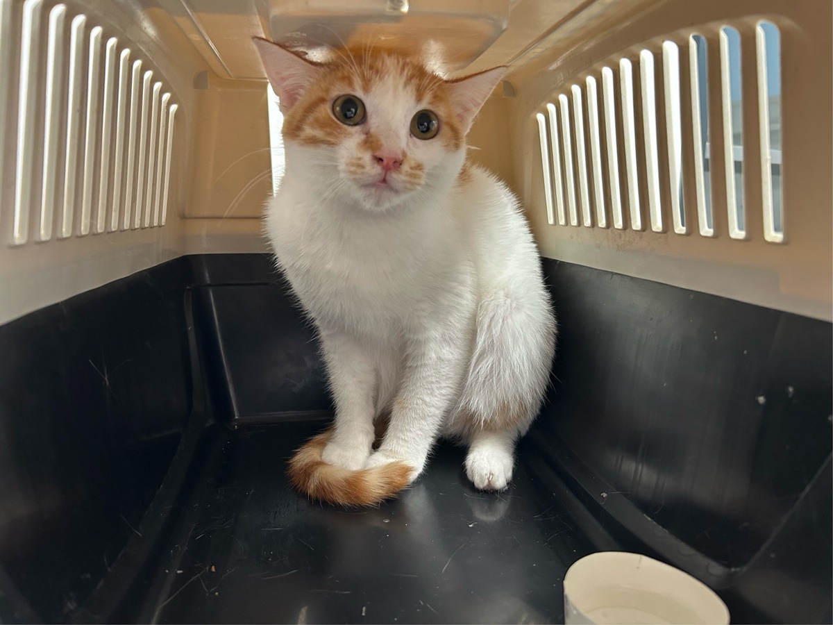 Memmingen, Bayern: Zoll stoppt Weiterreise von Katzen aus der Türkei