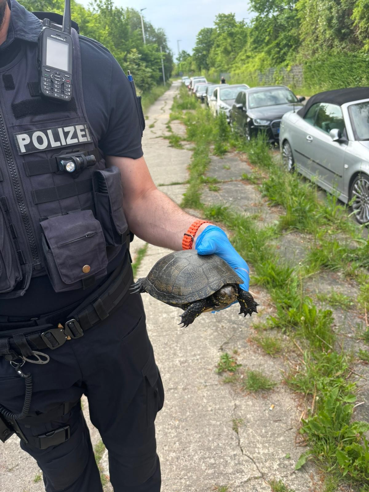 Stralsund-MV-Schildkr-te-ger-t-bei-Verkehrskontrolle-ins-Visier-der-Polizei