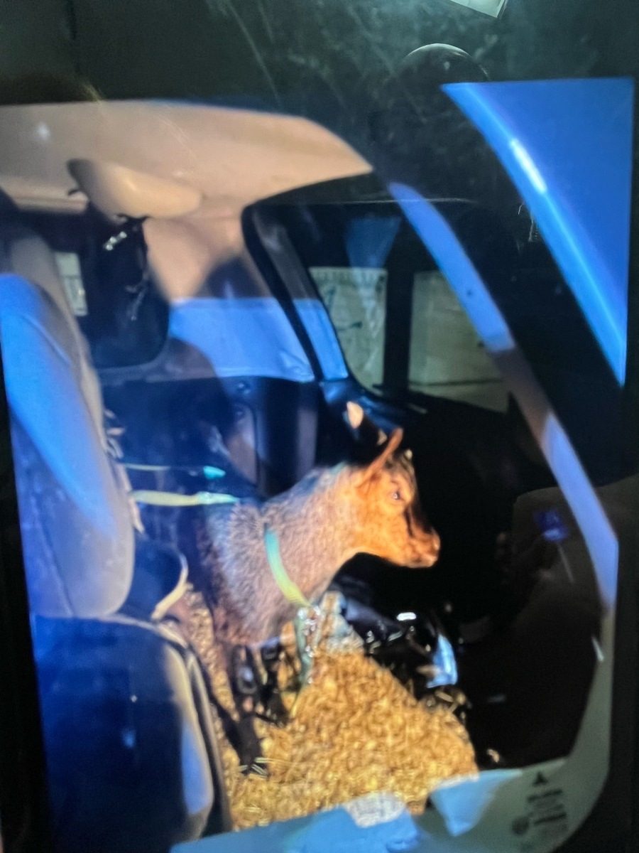 Dortmund-NRW-Kurioser-Einsatz-Alkolenkerin-29-f-hrt-mit-Ziege-im-Auto