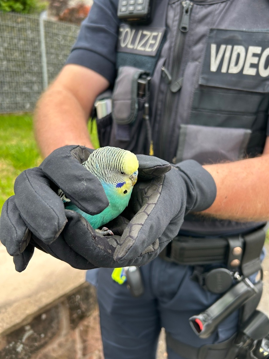 Pirmasens-Rheinland-Pfalz-Fundvogel-sorgt-f-r-ungew-hnlichen-Polizeieinsatz
