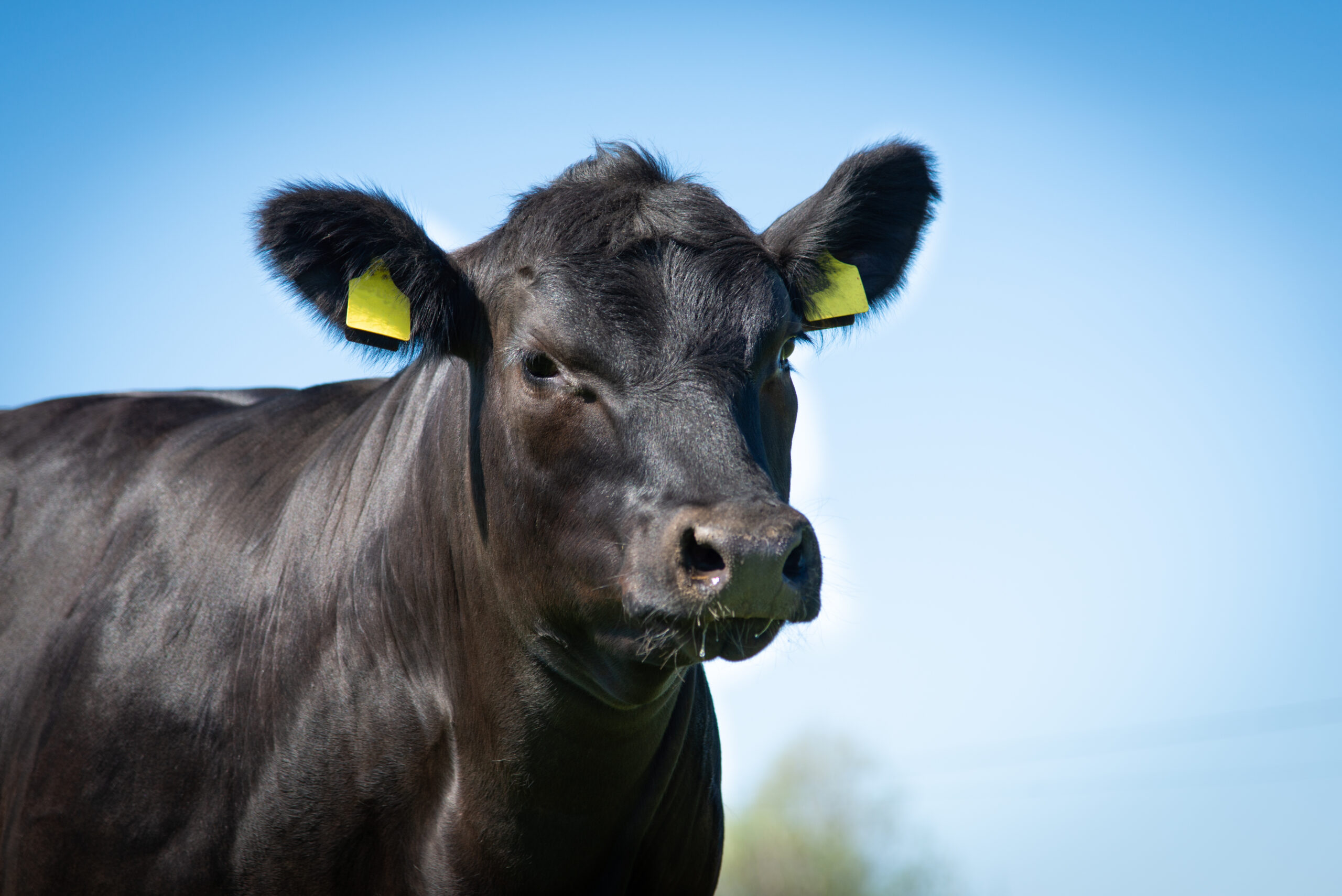 Gelterkinden/Diepflingen BL: Vermisstes Angus-Rind