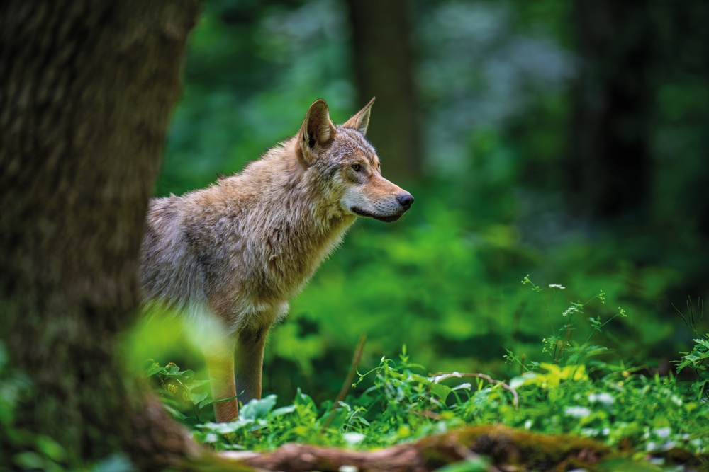 Kanton Uri: Wolf reisst sechs Schafe – Sicherheits