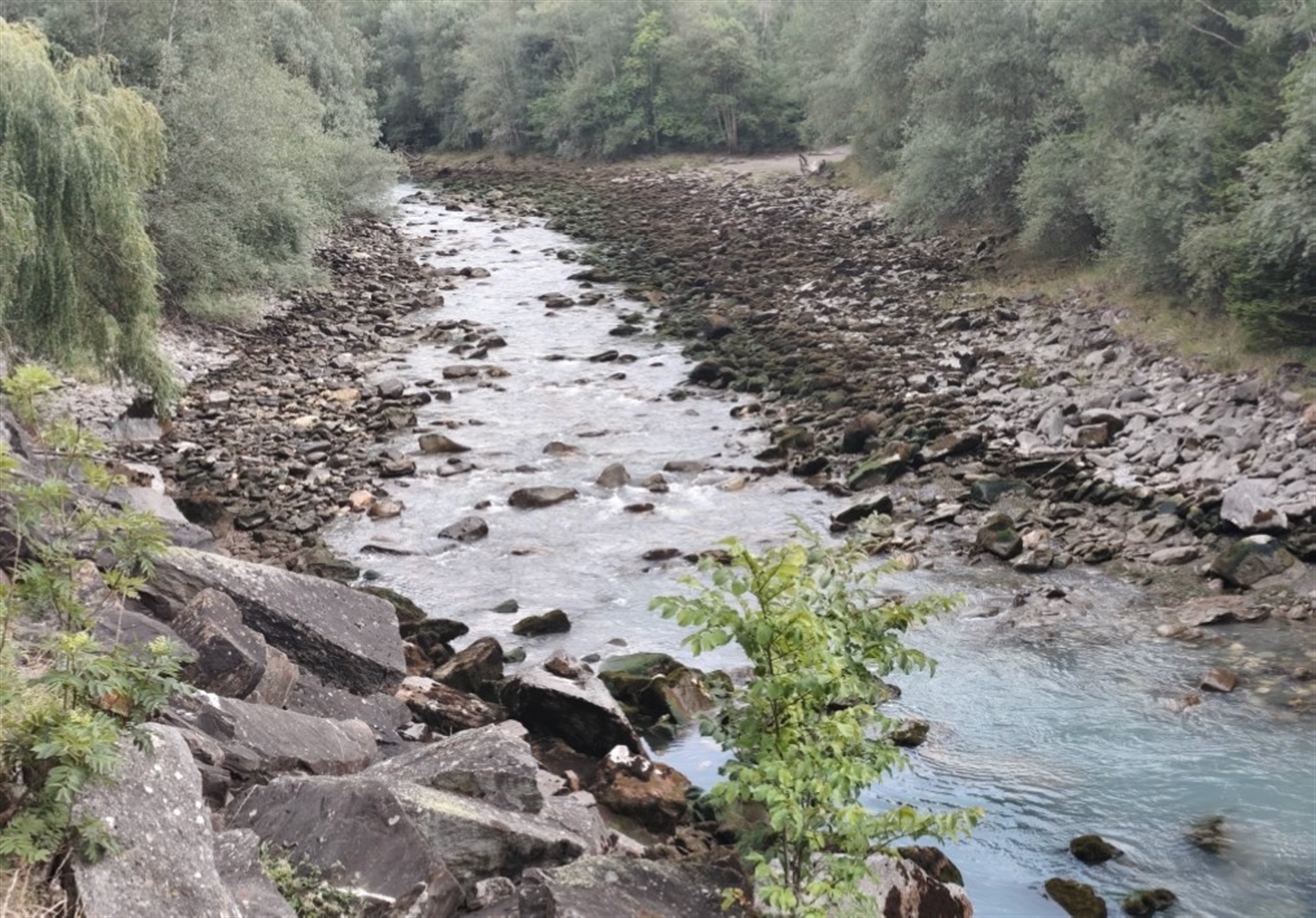 Sils-i-D-GR-Abrupter-Wasserr-ckgang-in-Albula-Tausende-Fische-sterben