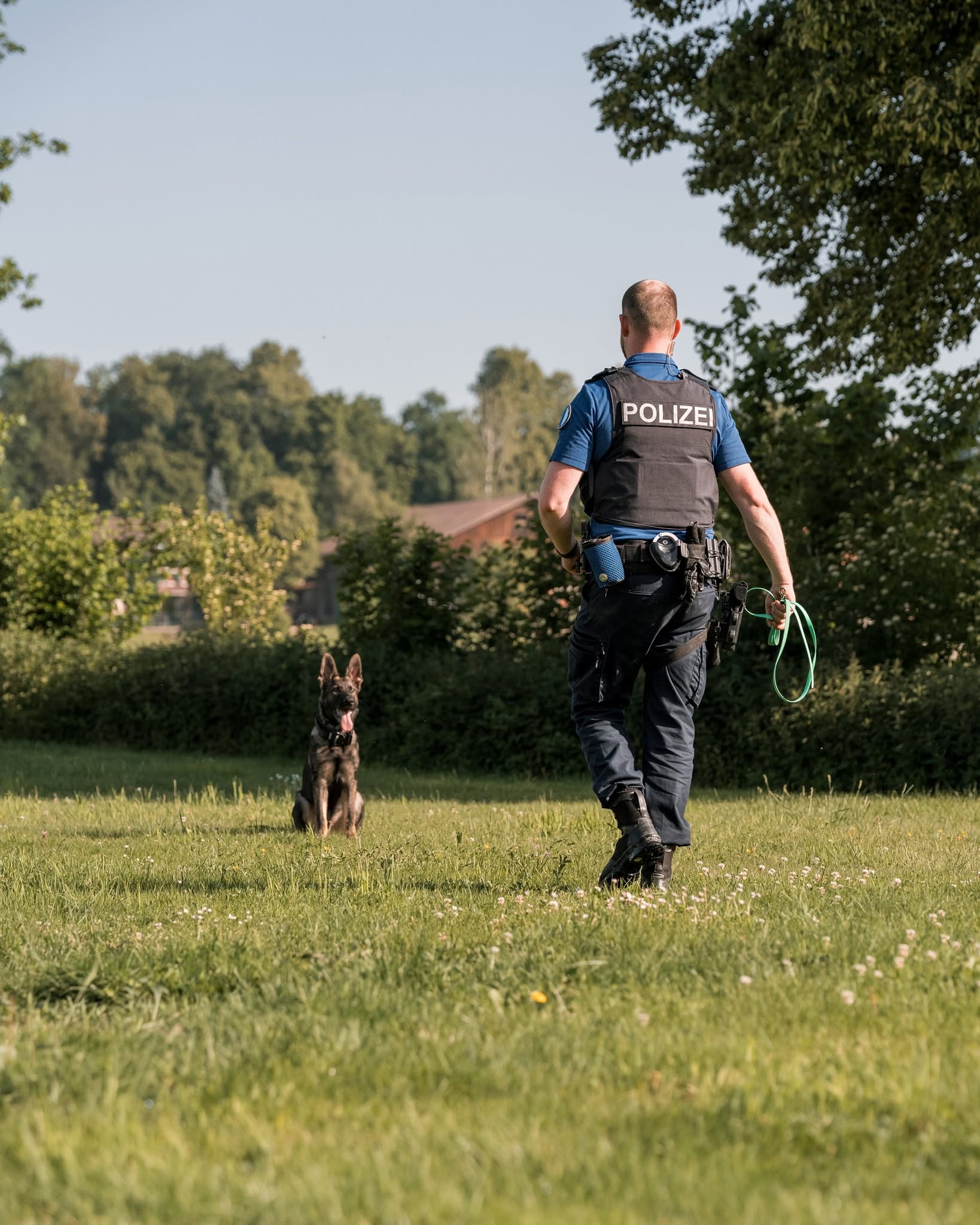 Luzerner-Polizei-Polizeinachwuchs-auf-vier-Pfoten-Varro-trainiert-f-r-den-Ernstfall