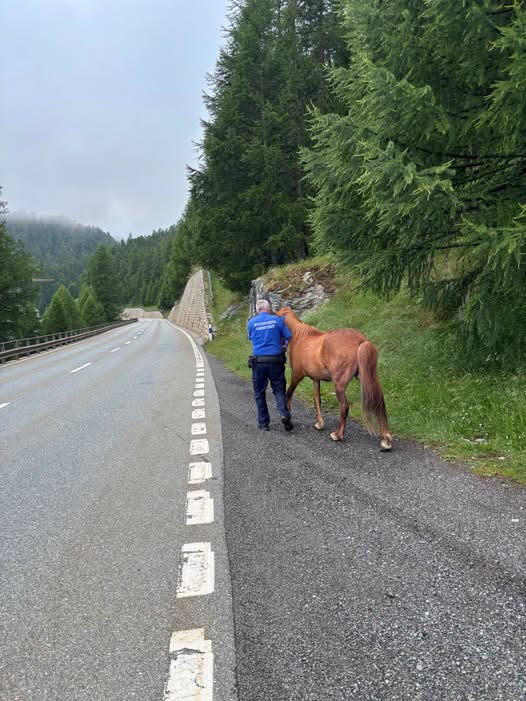 Sils-Maria-GR-Ausgeb-xtes-Pferd-sorgt-im-Oberengadin-f-r-ungew-hnlichen-Polizeieinsatz