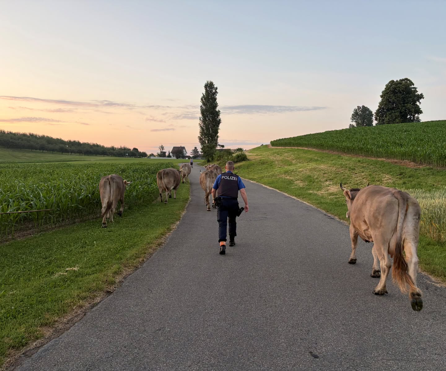 Kanton-Z-rich-Ausgeb-xte-Tiere-nach-beendetem-Ausflug-wieder-auf-dem-Heimweg