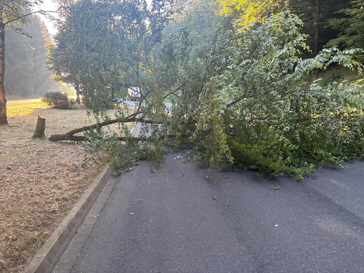 Daun-Rheinland-Pfalz-Unbekannte-f-llen-Buche-und-blockieren-Parkplatzzufahrt
