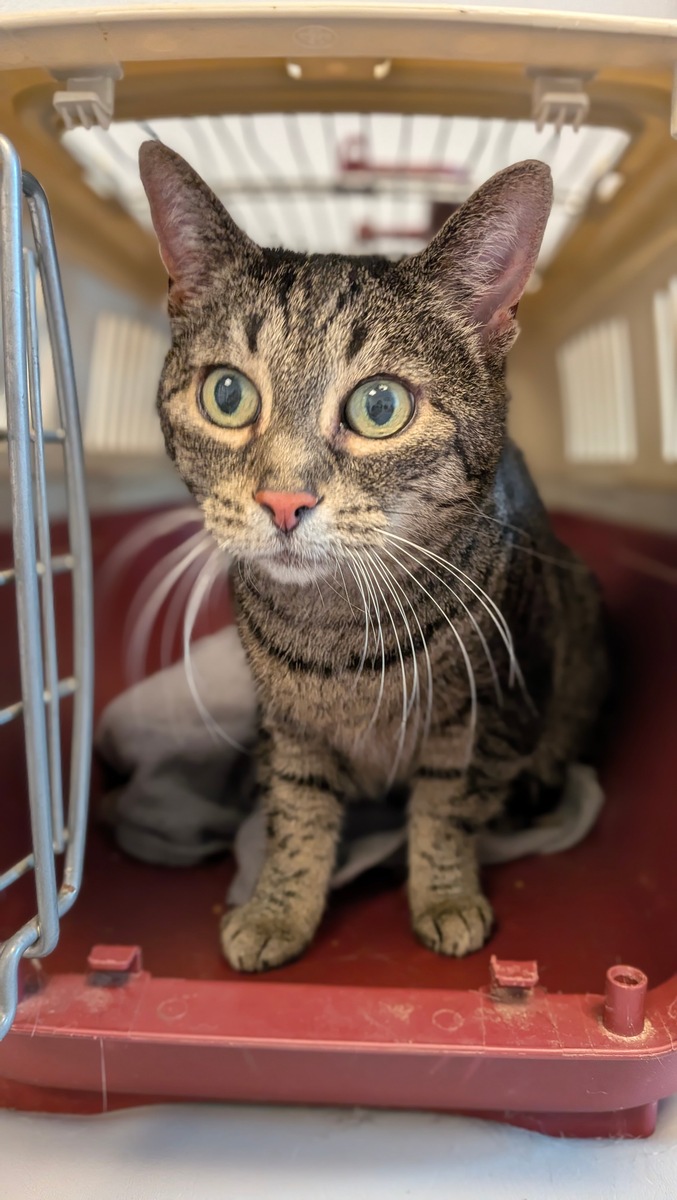 St-Blasien-Baden-W-rttemberg-Katze-in-Transportbox-ausgesetzt-Polizei-ermittelt