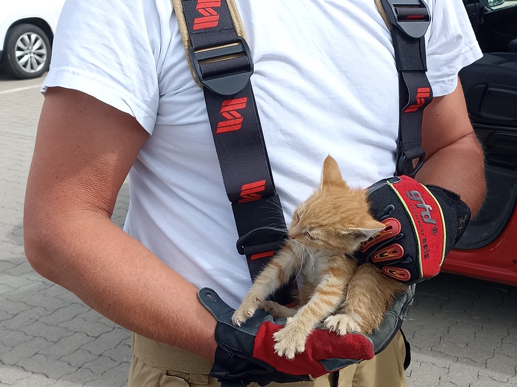 Stavenhagen-MV-Feuerwehr-rettet-Babykatze-aus-Motorraum-eines-geparkten-Autos