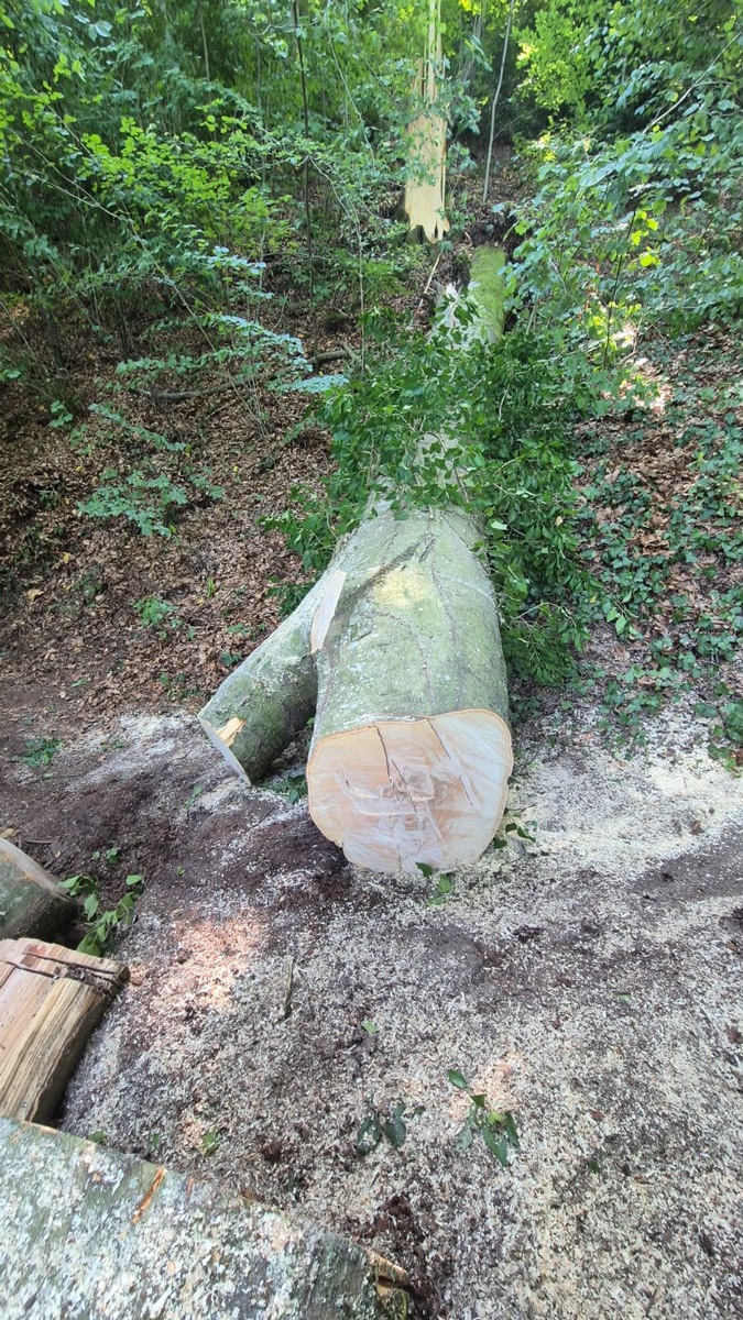 Allensbach-Baden-W-rttemberg-Feuerwehr-r-umt-umgest-rzten-Baum-von-Wanderweg